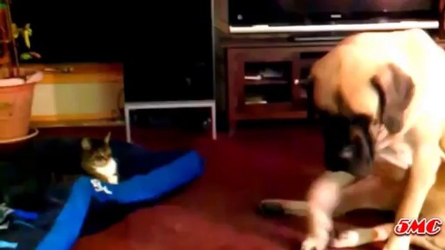 Funny Video... Cats Sleeping on Dogs Beds