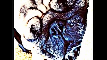 Dog Snoring at its Best