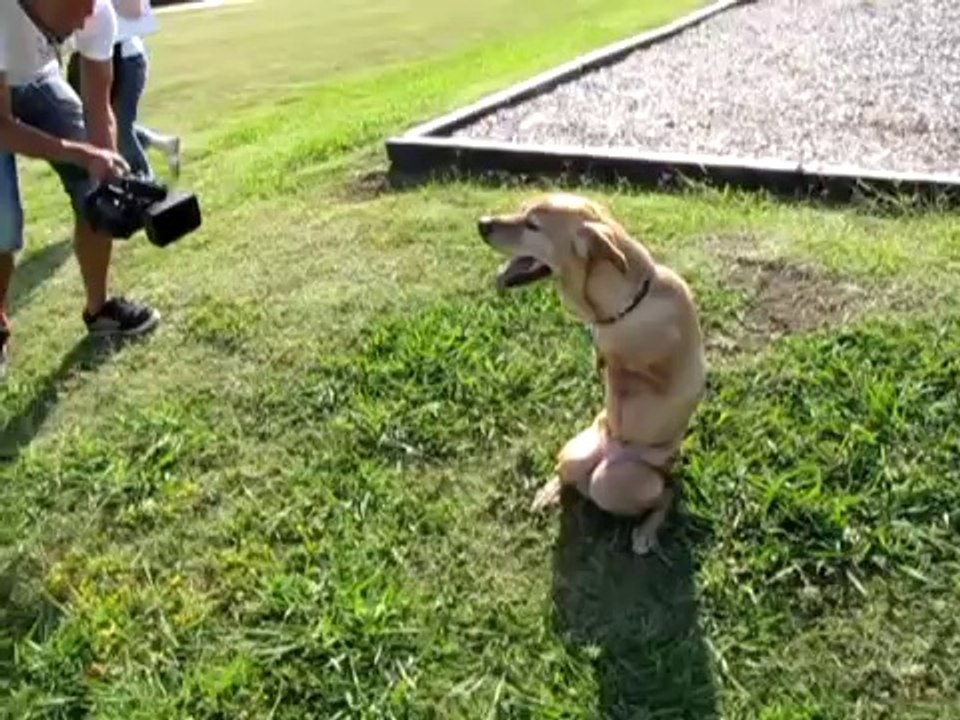 Faith the dog in the park