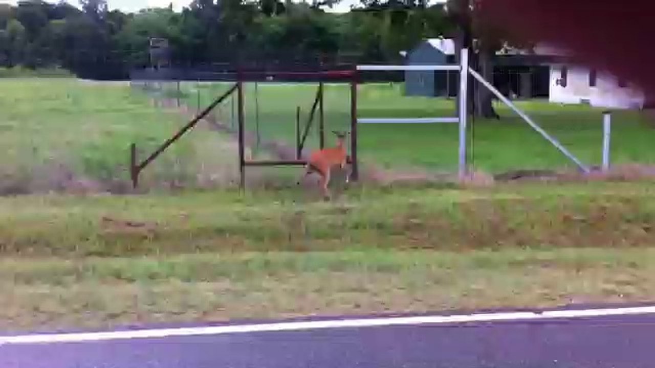Wild buck