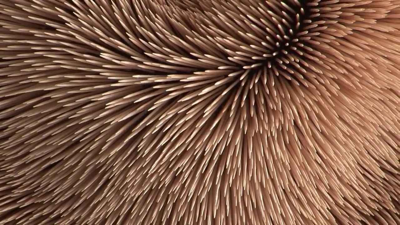 Walter Carlos - Wachet Auf (Bach)