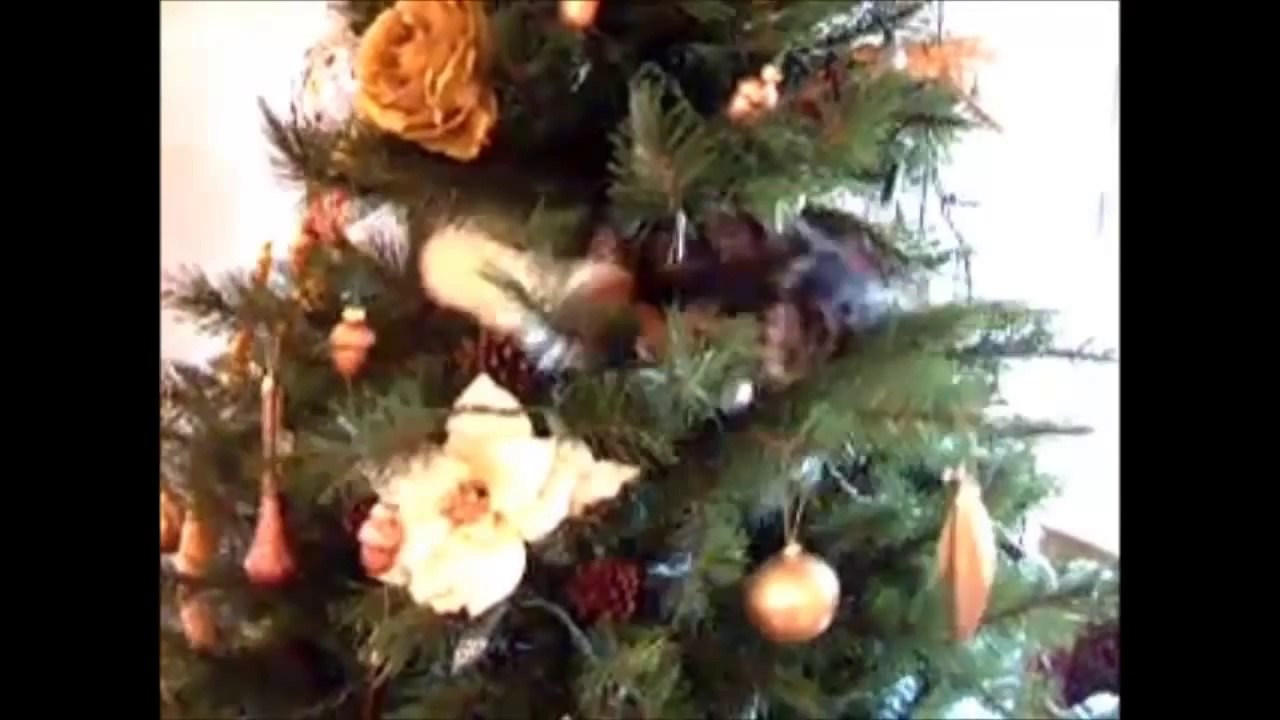 Funny Cats Epic Fails