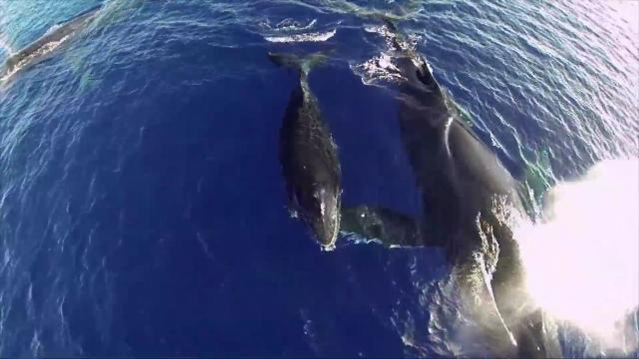 Une maman baleine promène son bébé sur son dos dans cette incroyable vidéo GoPro