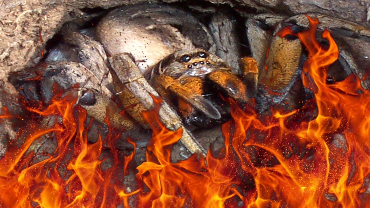 Woman Charged with Arson After Attempted Arachnicide