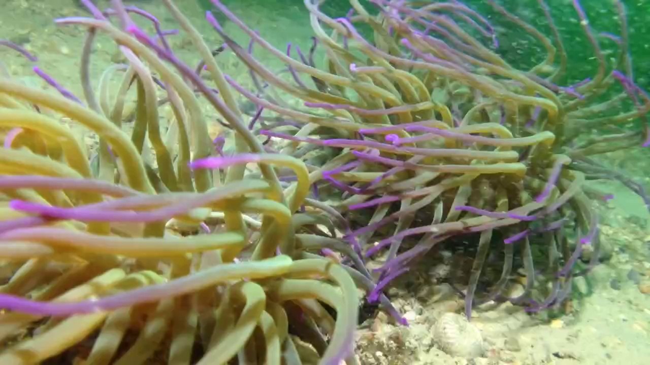 Plongée à l'intérieur de la grande rade