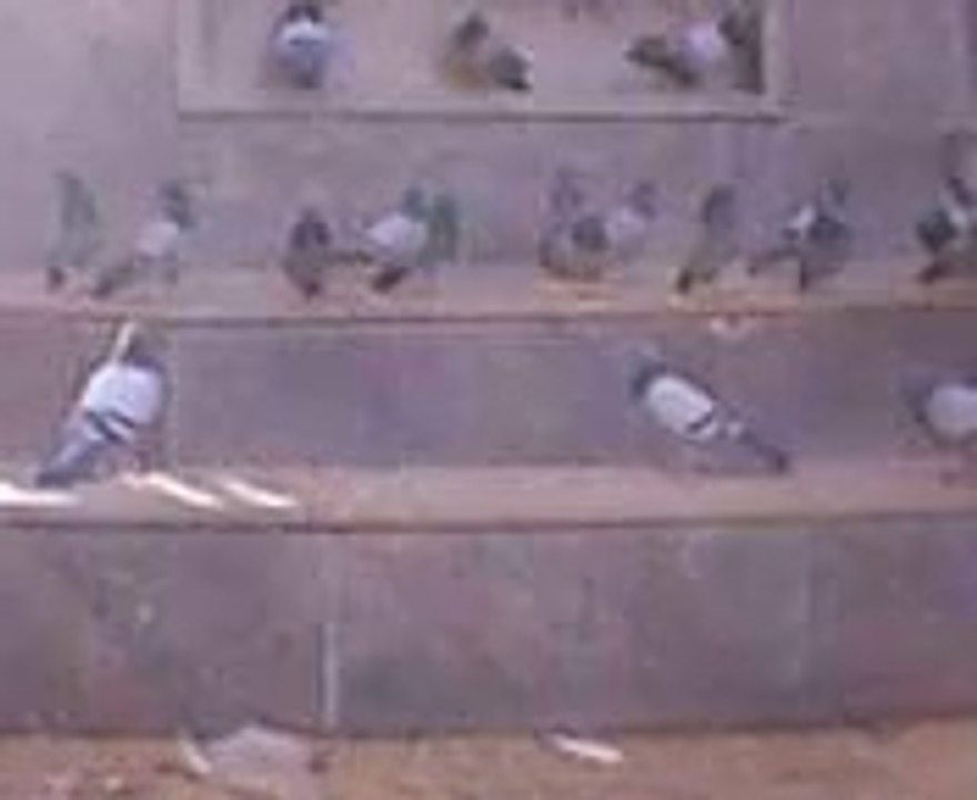Kabootar.Madinah مدینہ شریف کے کبوترMedina Pigeon