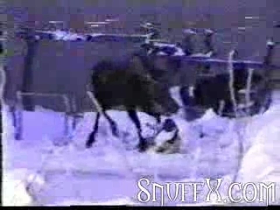 Moose1