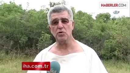 Ayçiçeğinde Kullanılan Tarım İlaçları Arıları Yok Ediyor