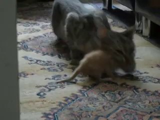 Anne kedinin,  yavrusunu alması