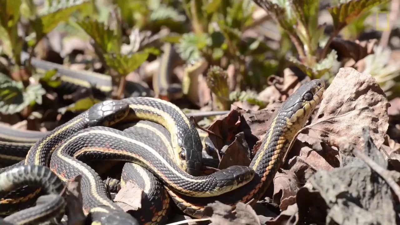 Une rivière de serpents au Canada