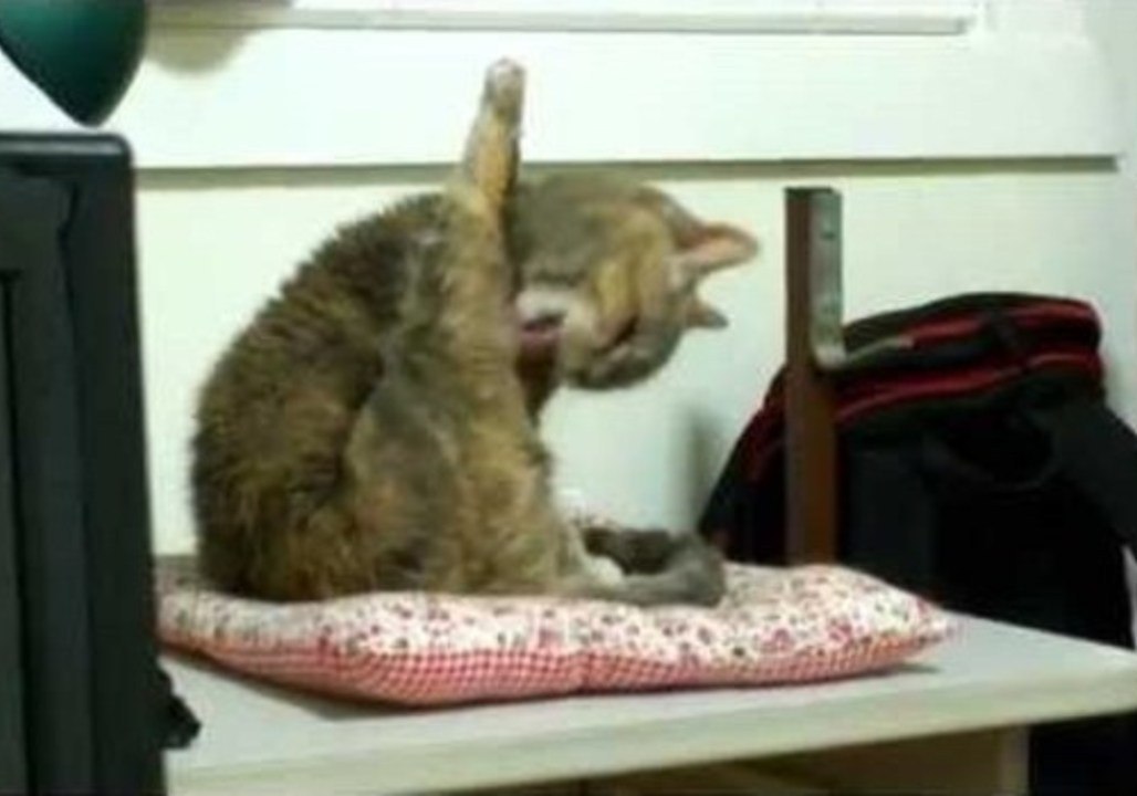 Lingling the Flexible Cat