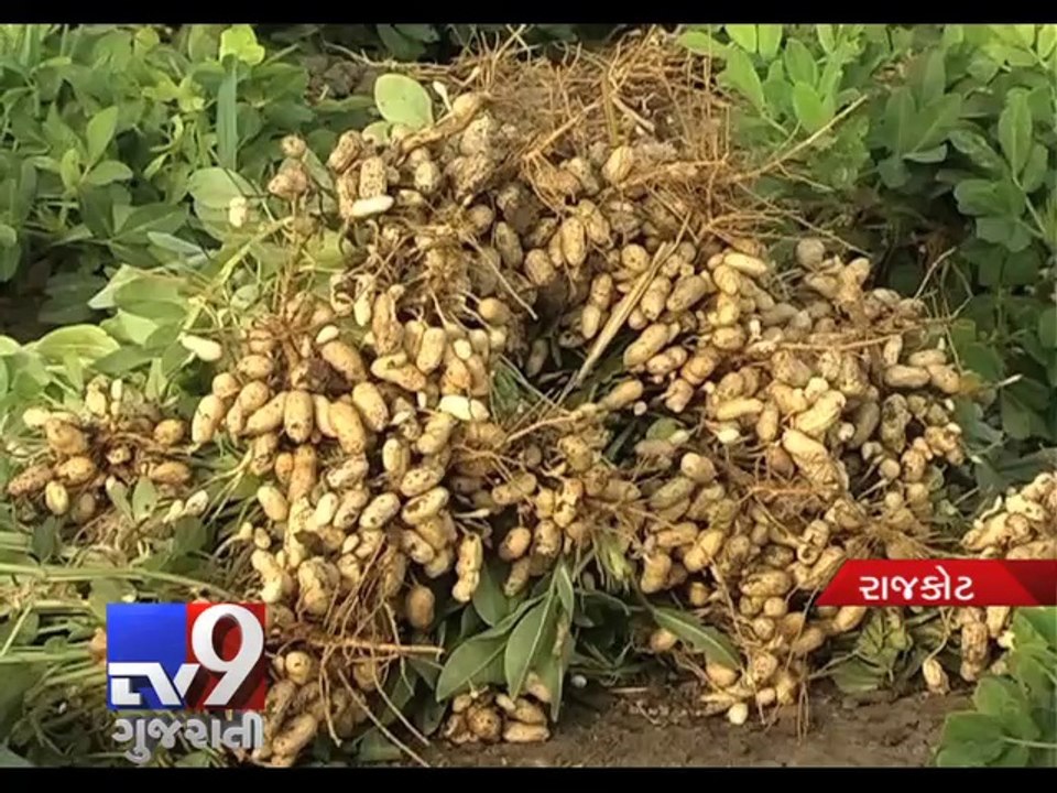 Groundnut oil ascends by Rs. 110, Rajkot - Tv9 Gujarati