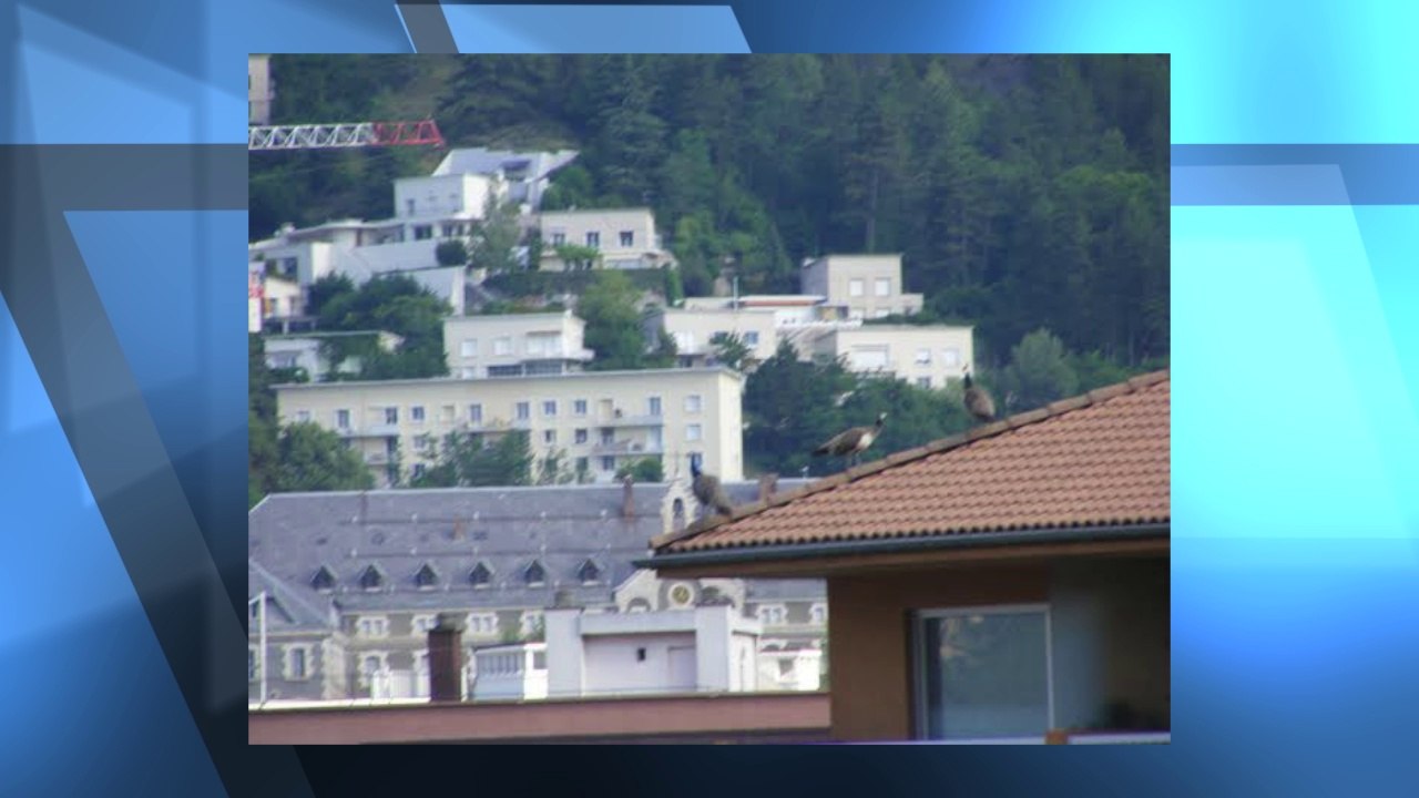 Hautes-Alpes: insolite, des paons dans gap