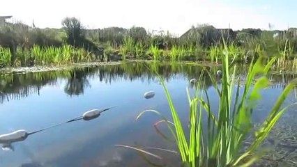 Natural Pools - Natural Pool selfbuild!!