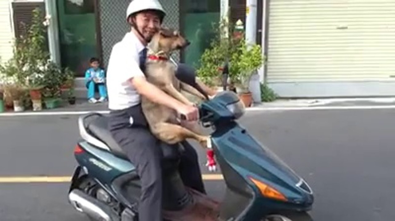 Motora Binen Köpek