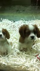 CAVALİER KİNG CHARLES