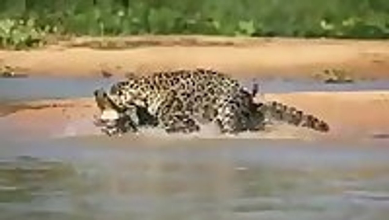 Jaguar sneaks up on Crocodile - video Dailymotion