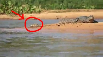 Essa Criatura Misteriosa se Aproximou de um Crocodilo. O que Aconteceu em Seguida vai te Surpreender