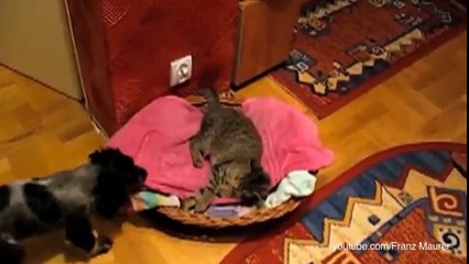 Dog e Gatos ... quem domina?