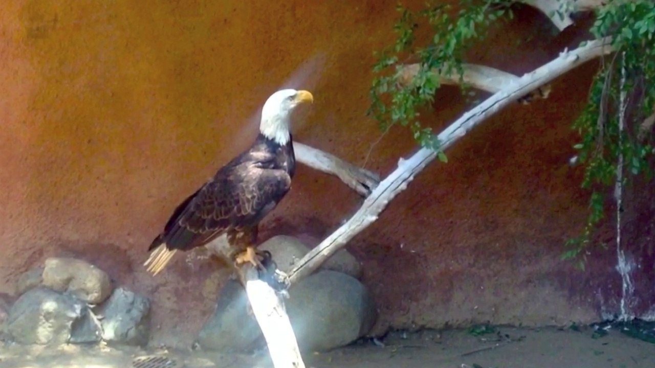 American Eagle