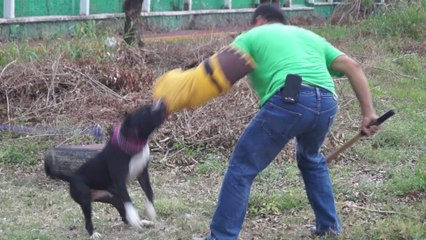 Entrenamiento Perros de Protección y Compañia-Libertad Canina PR