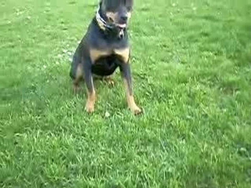 Athéna et son freesbe 1