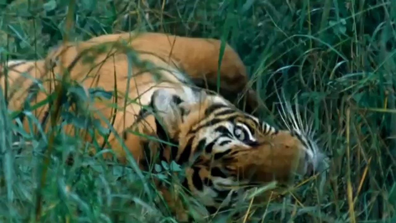 Nature & Animals