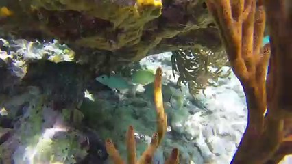 Akumal Beach is one of Brian Cometa's Dream Snorkeling Spot