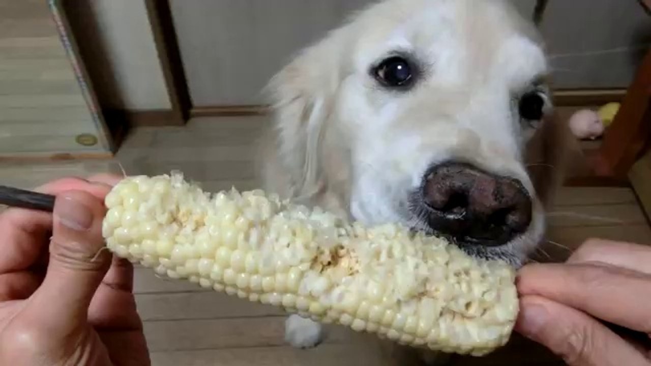 Dog Eating Corn