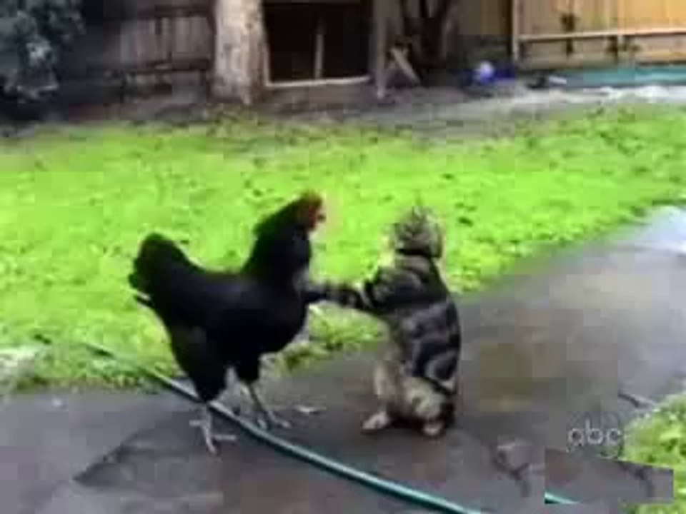 Приколы с кошками 2014
