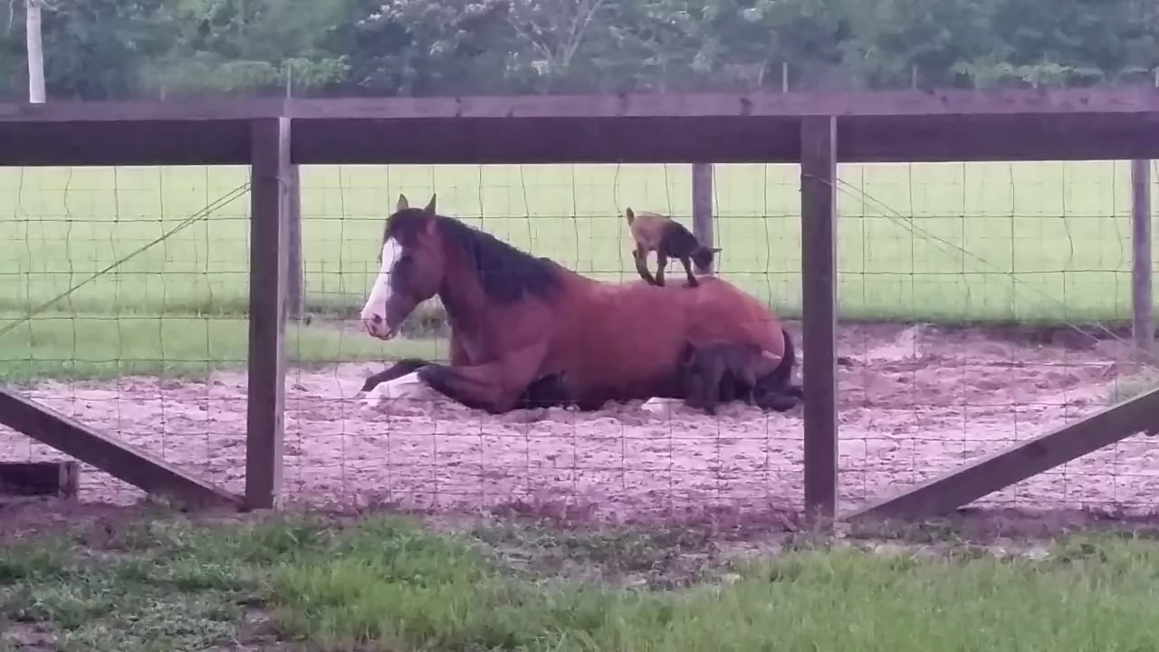 Des chevreaux s’amusent sur le dos d’un cheval