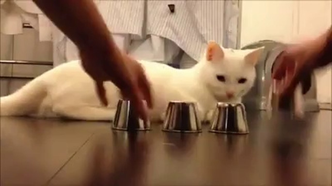 An inteligent cat