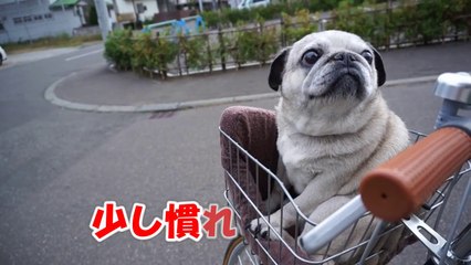 パグ　自転車に乗る