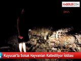 Kuyucak'ta Sokak Hayvanları Katlediliyor İddiası