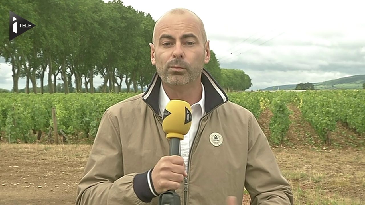 La grêle endommage les vignobles de Bourgogne
