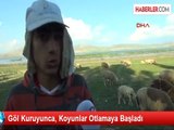 Göl Kuruyunca, Koyunlar Otlamaya Başladı