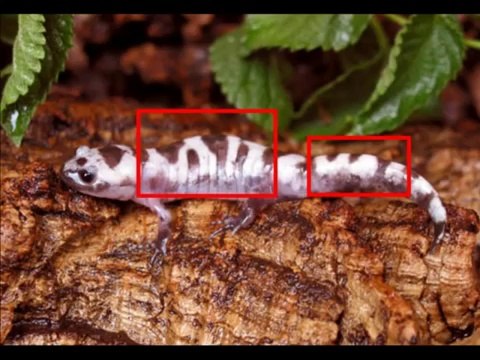 {Mucizeler Müzesi} Sürüngen canlıların üzerinde ALLAH yazıyor