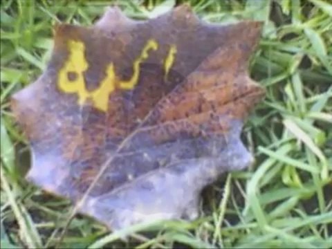 {Mucizeler Müzesi} Yaprakların üzerinde ALLAH yazıyor