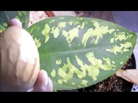 {Mucizeler Müzesi} Yumurtaların üzerinde ALLAH yazıyor