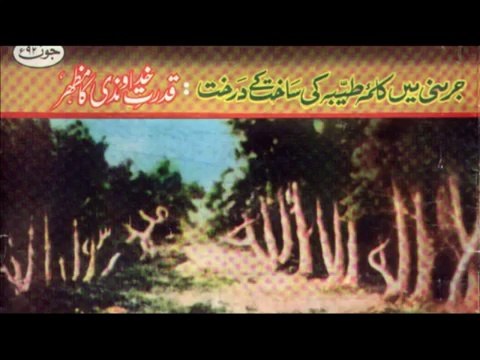 {Mucizeler Müzesi} Ağaç gövdeleri la ilahe illallah muhammeden resulullah yazıyor