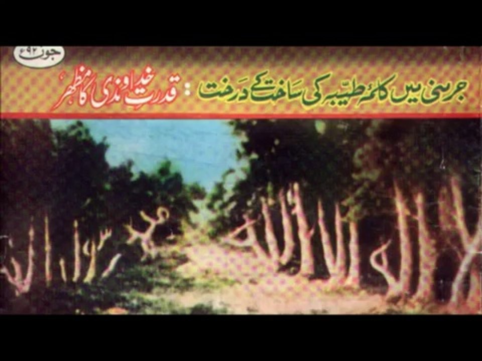 {Mucizeler Müzesi} Ağaç gövdeleri la ilahe illallah muhammeden resulullah yazıyor