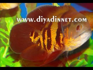 {Mucizeler Müzesi} Astronot balığındaki desenler ALLAH lafzını andırıyor