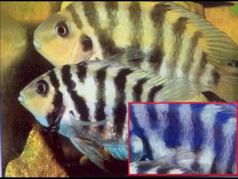 {Mucizeler Müzesi} Balıkların üzerinde yazan ALLAH lafzı