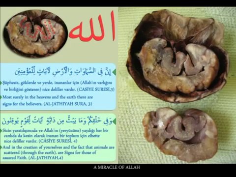 {Mucizeler Müzesi} Cevizin üzerinde yazan ALLAH lafzı