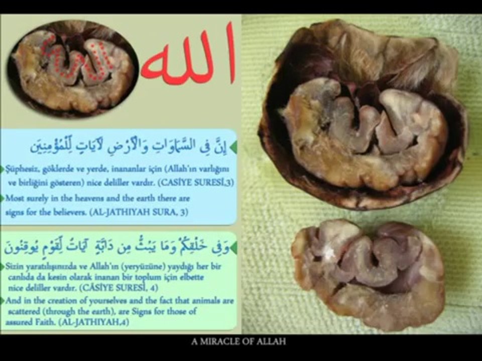 {Mucizeler Müzesi} Cevizin üzerinde yazan ALLAH lafzı