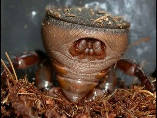 {Mucizeler Müzesi} Dünyanın en ilginç örümceği