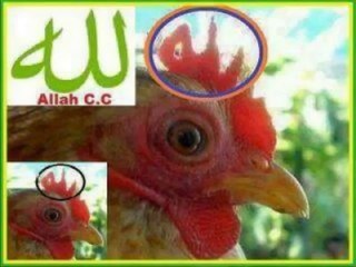 {Mucizeler Müzesi} Hepsinin üzerinde ALLAH yazıyor