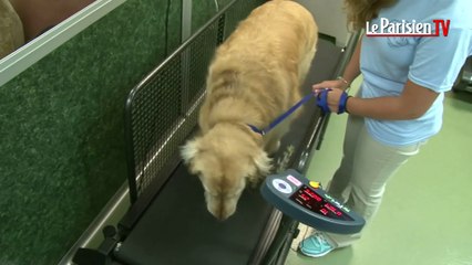 Des cures d'amaigrissement pour chiens obèses