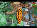 {Mucizeler Müzesi} Kaplan Kelebek kanatlarındaki ALLAH lafzı