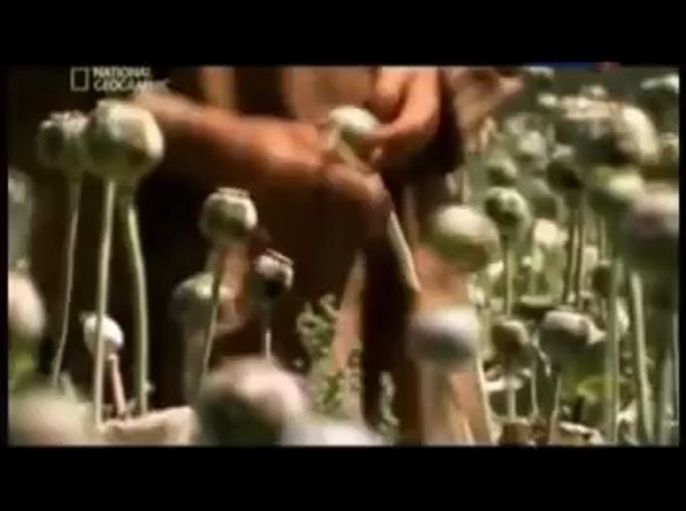 «Mr. Credo - Талибан»